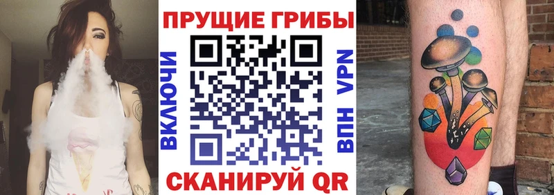 закладка  Козловка  Псилоцибиновые грибы Psilocybine cubensis 